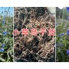 小草乌销售价格&新鲜小草乌图片-富源小草乌干货