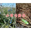 2018云南小草乌供应信息*曲靖优质小草乌批发-草乌干货