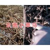 新鲜小草乌加工-曲靖小草乌干货批发价格信息