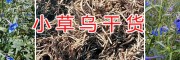 2018小草乌干货销售-曲靖小草乌种植