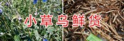 草乌鲜货加工*曲靖小草乌干货-富源草乌种植