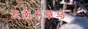 曲靖小草乌种植基地*草乌干货销售-富源县农民专业合作社
