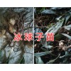 冰球子种苗图片&云南冰球子苗-曲靖冰球子苗批发