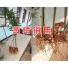 云南黄精种子批发商-曲靖黄精种子销售&黄精种种子育苗