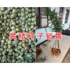 滇黄精种子价格&曲靖黄精基地*金铁锁种子图片
