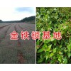 金铁锁高产栽培*曲靖黄精种子销售/黄精种子育苗技术