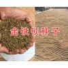 2018金铁锁种子供应云南金铁锁种子