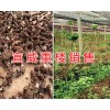 重楼成品图片&曲靖重楼基地/宣威重楼销售*云南中药材供应