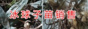 曲靖冰球子苗&冰球子高产种植技术-宣威农业科技公司
