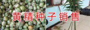曲靖黄精&宣威黄精种子价格/云南金铁锁