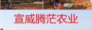 云南金铁锁种子多少钱？曲靖冰球子苗价格&宣威黄精基地