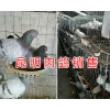 昆明肉鸽多少钱一对#肉鸽的养殖前景/云南小型肉鸽养殖场