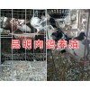 小肉鸽图片资料，云南肉鸽销售信息-昆明哪里肉鸽多？