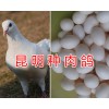 怎样养好肉鸽/云南肉鸽养殖基地&昆明肉鸽品种图片