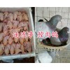 昆明肉鸽养殖场-大型肉鸽供应加工