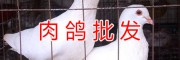 云南肉鸽养殖销售#昆明种肉鸽价格信息