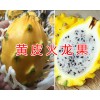 黄皮火龙果产地&黄皮火龙果价格-云南黄皮火龙果