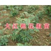 大红袍花椒苗好吗？红河/文山大红袍花椒苗供应-云南花椒苗