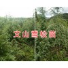 云南雪松多少钱一棵-文山雪松苗批发价格