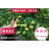 供应冠核一号核桃苗，批发核桃苗基地