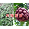 文山早红桃苗早酥梨苗、日本翠甜柿苗、金太阳杏子苗批发