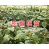 云南蜂糖李子苗-文山蜂糖李子苗销售&四月李子苗