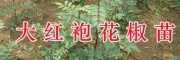 猕猴桃驯化苗价格&文山大红袍花椒苗批发价-杨梅苗出售