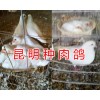云南昆明商品鸽-昆明乳鸽厂家批发/自家养殖