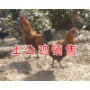 昆明哪里卖土公鸡#土公鸡活体供应/林下土公鸡