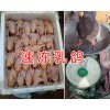 昆明乳鸽养殖场-昆明乳鸽价格/昆明新鲜速冻乳鸽让供应