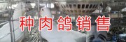2018云南乳鸽种鸽价格*昆明肉鸽种鸽繁育销售&速冻鸽