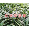草果苗批发*13649607025-云南红河草果苗