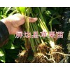 一年生草果苗哪里有卖？40公分草果苗的价格-云南草果苗