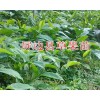 哪种草果苗好？屏边优质草果苗-13649607025成活率高