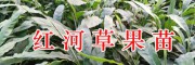 1年生草果苗&2年生草果苗-红河屏边草果苗种类