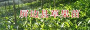 优质草果苗基地直销*滇南大围山屏边草果苗