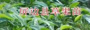 1年生草果苗规格&红河草果苗供应商/草果苗交易