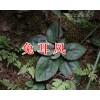 兔耳风干货批发&昆明禄劝首乌、夜交藤、土荆芥药材出售