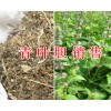 云南青叶胆销售交易，禄劝药材千里光-木通/半夏、首乌供应信息