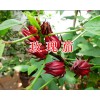 云南玫瑰茄批发，禄劝功劳木/党参/金樱根/当归现货销售