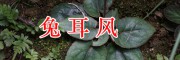 云南兔耳风销售，禄劝夜交藤、土荆芥首乌药材批发