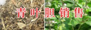 昆明青叶胆多少钱？千里光价格-半夏、首乌收购