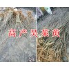 挂果茱萸苗图片&云南供应吴茱萸苗-批发价