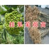 吴茱萸育苗技术#茱萸种子&2万棵茱萸苗待出售