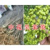 云南中花吴茱萸*茱萸苗一棵的价格/吴茱萸苗栽培技术
