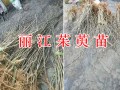 哪里能批发高产吴茱萸苗？云南丽江茱萸栽培基地
