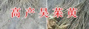云南中花吴茱萸栽培基地-青野中药材开发有限公司