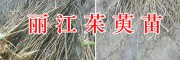 出售2万棵吴茱萸苗-提供种植技术，丽江吴茱萸育苗