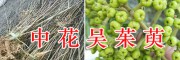 吴茱萸育苗技术公司-云南青野中药材开发有限公司