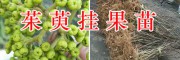 吴茱萸种子/15368086541*云南挂果吴茱萸苗批发
